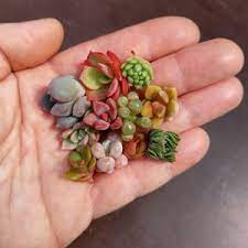 Looking for a plant you don't have to water much? Succulents For Sale Cuttings Seeds Plants Sunnyplants Com