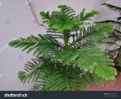 Image result for Araucaria cunninghamii