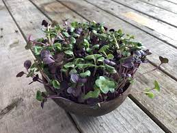 chorus grow, grow, grow, grow. Grow Grow Nut Starterpaket Microgreen Shop Com