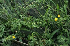 Image result for Momordica cardiospermoides