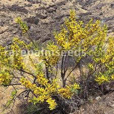 Image result for Elephantorrhiza suffruticosa
