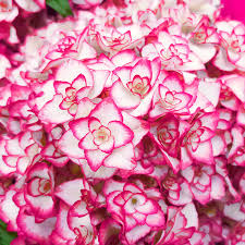 We did not find results for: Garten Hortensie Miss Saori Rosa Im Ca 15 Cm Topf Online Kaufen Bei Gartner Potschke