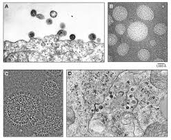 The family arenaviridae is divided into three genera: Genus Mammarenavirus Arenaviridae Negative Sense Rna Viruses Ictv