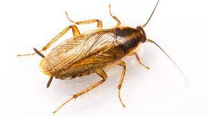 Set balls of dough around the home where cockroaches can feed on it. How To Get Rid Of Cockroaches Ortho