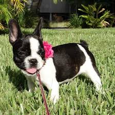 Black And White Brindle French Bulldog Pin By Boy Dog Names On So Cute Bulldog Puppies Puppies Cute Puppies