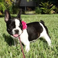 He's also a good choice for those this is not the breed for you if you enjoy hiking or jogging with a dog. Pin By Ann Schroeder On So Cute Bulldog Puppies Puppies French Bulldog Puppies