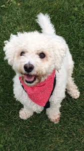 New pet oscar introduced