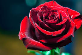 In this technological world, you don't. Best Christmas Flowers To Give Or Display Reader S Digest