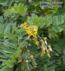 Image result for Calpurnia aurea