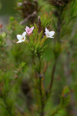 Image result for Hydrostachys polymorpha
