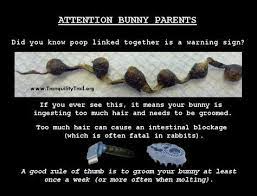 Gas Gi Stasis In Rabbits Information My Bunny Had This And Nearly Died Do Your Research So You Know What Signs To L Rabbit Information Bunny Care Pet Bunny