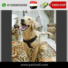 مصر القاهرة كلب جولدن دكر 7 شهور الحالة كما في الصور موضحة مطعم كل التطعيمات pet4sell golden retriever retriever retriever puppy
