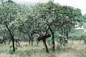 Image result for Uapaca nitida