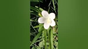 Image result for Hibiscus lobatus