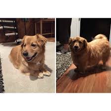 The disproportionately long back and short legs of the corgi are a result of dwarfism. Corgi Golden Retriever Mix Puppies Petsidi