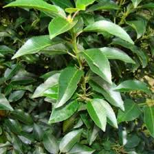 Oft kann man kirschlorbeer auch als lorbeerkirsche kaufen. Blog Portugiesischen Kirschlorbeer Schneiden Pflegetipps Fur Eine Volle Hecke
