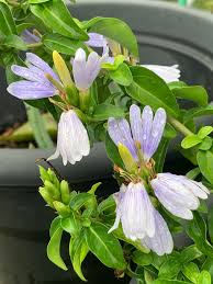 Image result for Sclerochiton