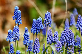 Sono fiori belli ma poco profumati che fioriscono proprio a inizio primavera. Piante Con Fiori Blu