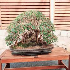 Image result for Ficus obliqua