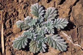 Image result for Coldenia procumbens