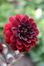 Karma Choc S Velvety Deep Red Flowers Have Almost Black Centers The Plants Are Bushy And Strong With Burgundy Foliage Th Dream Garden Flowers Dahlia Flowers