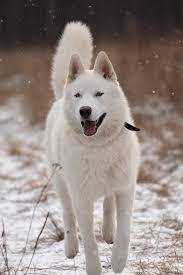 Perros deportivos en la nieve. 38 Ideas De Prinesa Perros Lobo Blanco Pastor Blanco