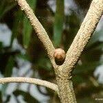 Image result for Dictyophleba