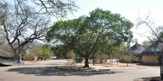 Image result for Vitellariopsis