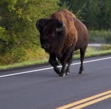 .(bison) discuss the latest offering from bison, the new bison quick change power chuck! Amerikanische Bisons Der Wald Und Steppenbuffel Kehrt Zuruck Welt