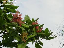 Image result for Triplaris americana