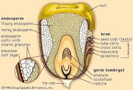 Cereal Processing Biology Plants Plant Science Biology