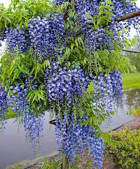 Chinesischer Blauregen Glyzinie Besonderheiten Exotische Pflanzen Bluhende Pflanzen Dunkelblaue Blumen