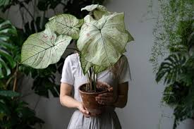Image result for Caladium