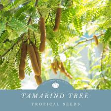 Image result for Tamarindus