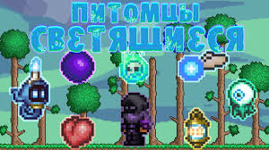 Terraria Gajd Svetyashiesya Pitomcy Light Pets Youtube