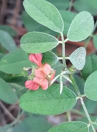 Image result for Indigofera microcarpa