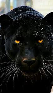 Explore our luxury sedans, suvs and sports cars. Sign In Black Panther Cat Panther Cat Jaguar Animal