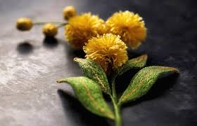 They fill that space under tree canopies and provide colour at flowering time. Golden Wattle Coastal Banksia By Julie Kniedl Inspirations Studios