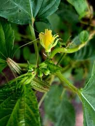 Image result for Corchorus olitorius