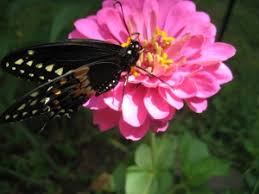 We did not find results for: What Do Butterflies Eat