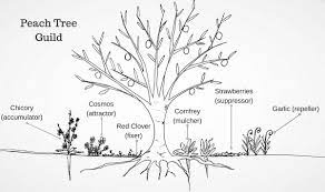 A guild is a grouping of plants that supports a central element—such as a fruit tree—for maximum harvest and use of space. Planning A Fruit Tree Guild Southern Exposure Seed Exchange
