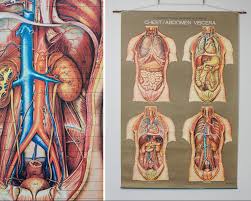 1950s Frohse Chest Abdomen Viscera Anatomy Wall Chart