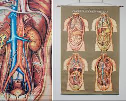 1950s frohse chest abdomen viscera anatomy wall chart