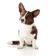 Welsh corgi Cardigan