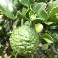 Limau purut memang di gunakan secara turun tumurun untuk tujuan perubatan dan kecantikkan. Baja Pokok Limau Purut 500gram 50 Pokok Shopee Malaysia