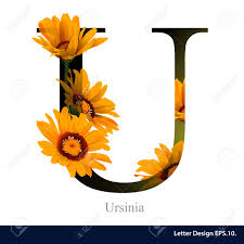 Alphabet in circuit board style. Letter U Vector Alphabet With Ursinia Abc Concept Type As Logo Typography Design Royalty Free Cliparts Vectors And Stock Illustration Image 45005036