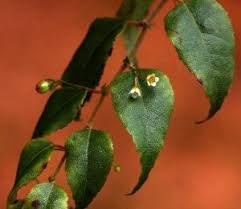 Image result for Oxyanthus goetzei