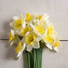 Ice Follies Narcissus Bulb Johnny S Selected Seeds In 2020 Narcissus Bulbs Narcissus Spring Flowering Bulbs