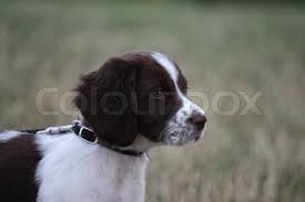 Each one is liver and white. Very Cute Young Liver And White Working Stock Image Colourbox