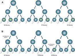 The Genetic Origin Of Klinefelter Syndrome And Its Effect On Spermatogenesis Fertility And Sterility
